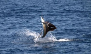 Private Fishing Charters